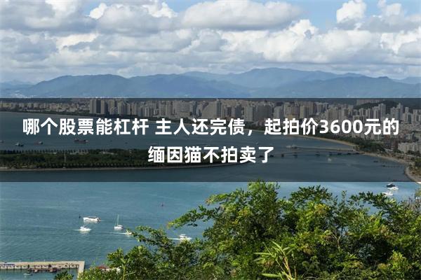 哪个股票能杠杆 主人还完债，起拍价3600元的缅因猫不拍卖了
